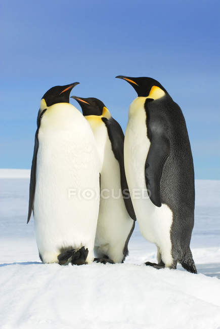 Three emperor penguins on Snow Hill Island, Weddell Sea, Antarctica — Stock Photo