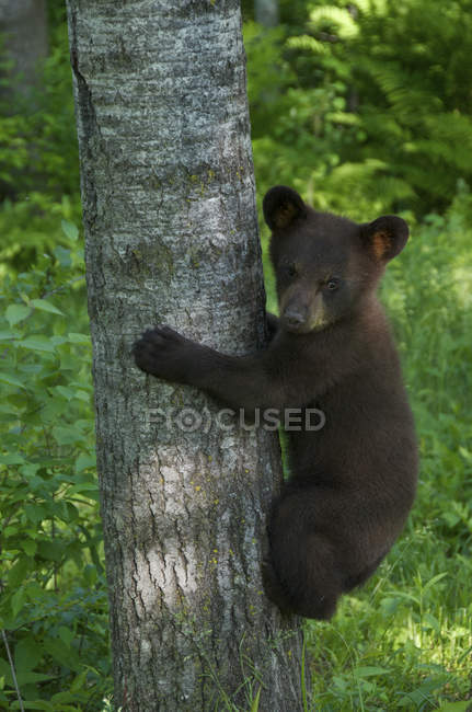 Cachorro de oso negro americano trepando en tronco de árbol en bosque . - foto de stock