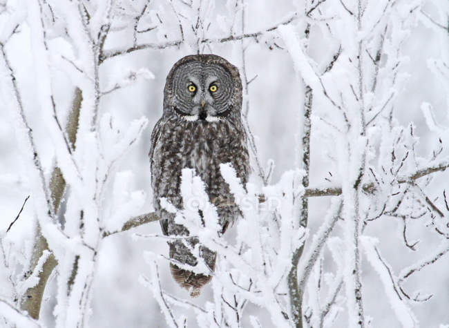 Great gray owl perched on snow covered tree in forest. — Stock Photo