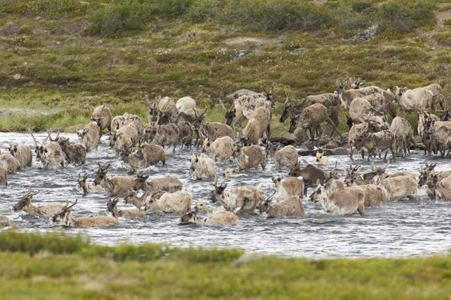 Стадо бесплодных карибских овец пересекает реку во время летней миграции в Северо-Западных территориях Канады — стоковое фото