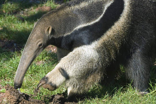 Giant anteater foraging for termites, Pantanal, southwestern Brazil — Stock Photo