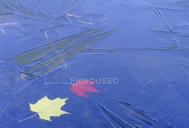 Folhas de bordo capturadas por fina camada de gelo . — Fotografia de Stock