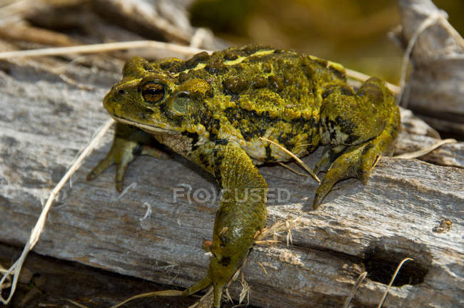 Western toad sitting on log in Selkirk Mountains of British Columbia, Canada — Stock Photo
