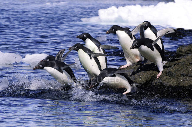Grupo de pinguins Adelie saltando das rochas para a água para a viagem de forrageamento, Península Antártica . — Fotografia de Stock