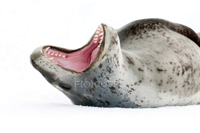Female leopard seal displaying threat, Pleneau Island, Antarctic Peninsula, Antarctica — Stock Photo