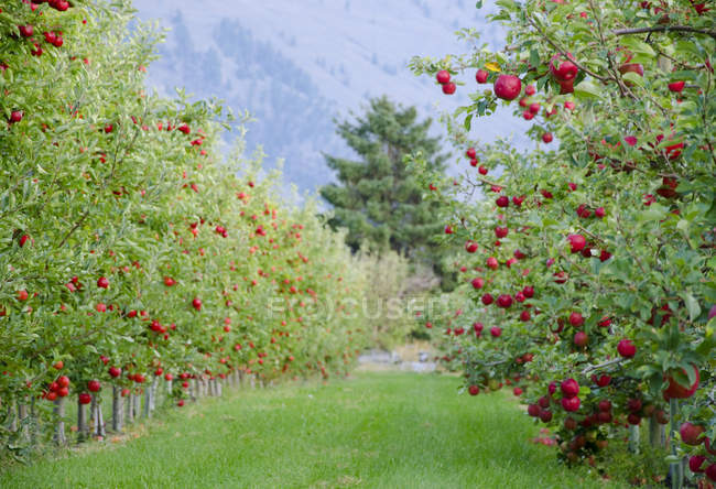 Äpfel auf Bäumen im Obstgarten in Cawston, Similkameen Region der britischen Columbia, Kanada — Stockfoto