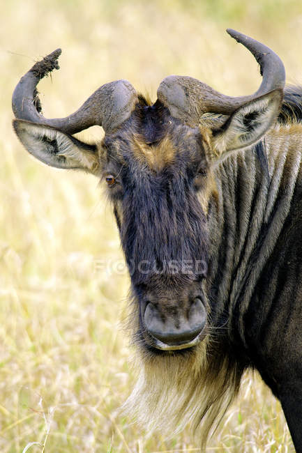 Ritratto di gnu comune nella Riserva di Masai Mara, Kenya, Africa orientale — Foto stock