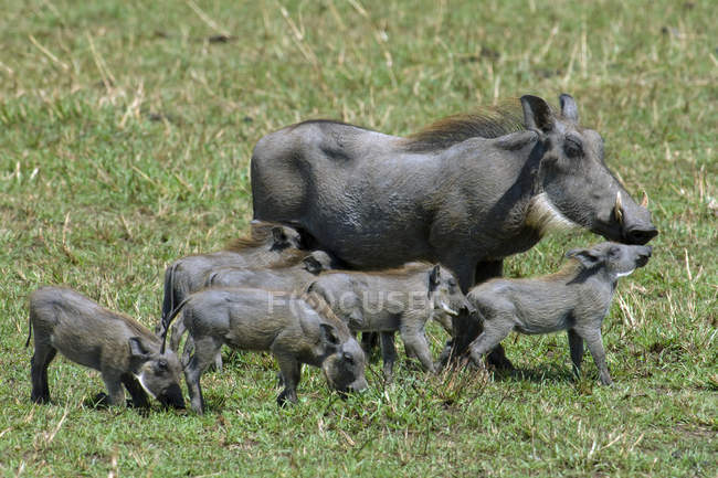 Warzenschweine und Möpse auf einer Wiese im Masai-Mara-Reservat, Kenia, Ostafrika — Stockfoto