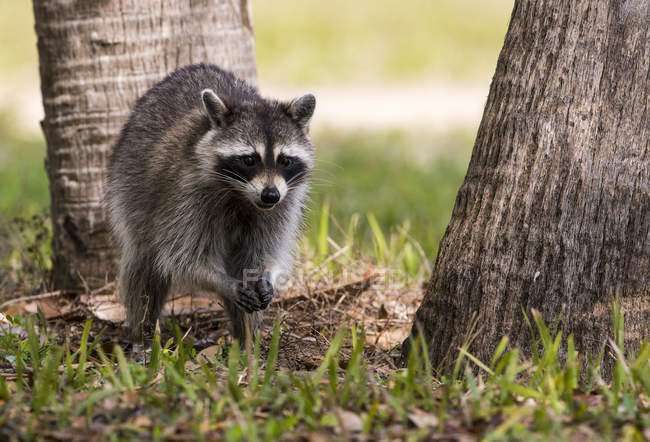 Raccoon standing on grass between trees outdoors — Stock Photo
