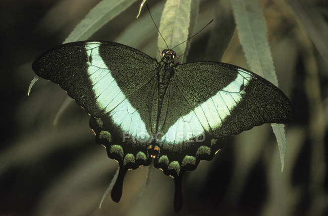 Зеленополосая ласточковая бабочка сидит на растении крупным планом — стоковое фото