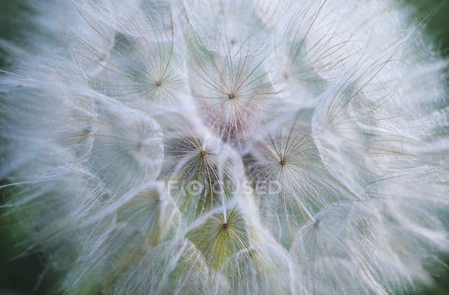 Close-up on grey fluffy dandelion blossom — Stock Photo