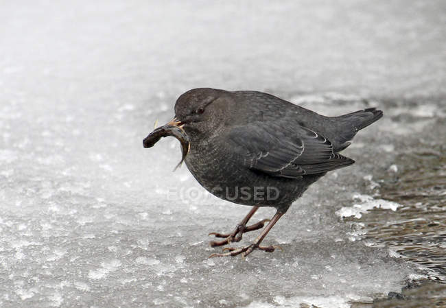American dipper bird with fish in bill on icy surface. — Stock Photo