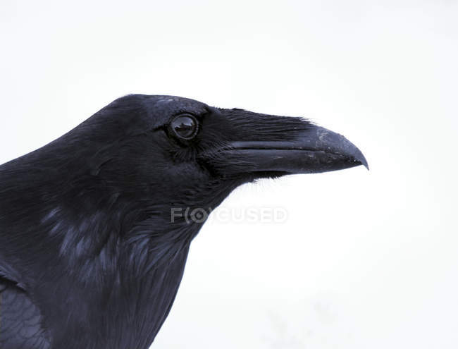 Close-up portrait of common raven on white background. — Stock Photo