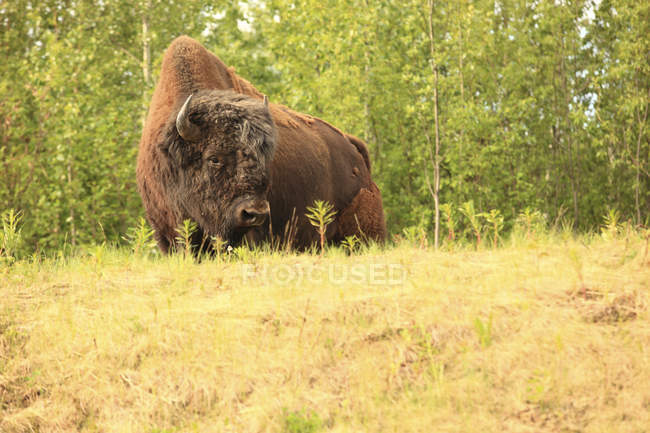 Bison grazing along Alaska highway, British Columbia, Canada. — Stock Photo