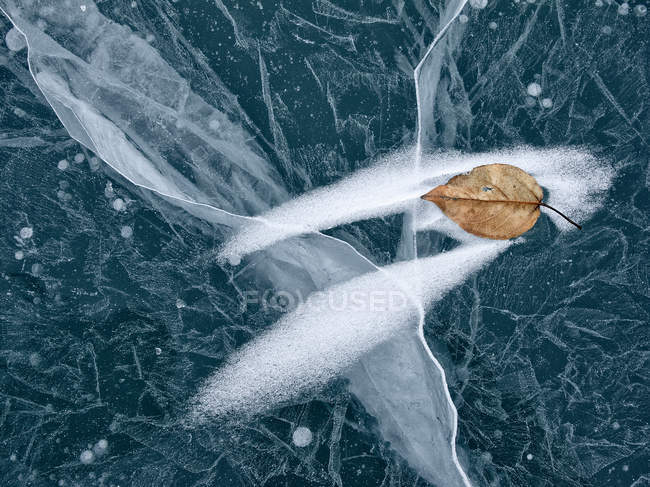 Balsam poplar leaf on ice surface of lake — Stock Photo