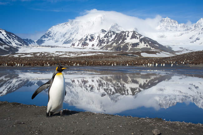 King penguin walking on coast at Island of South Georgia, Antarctica — Stock Photo