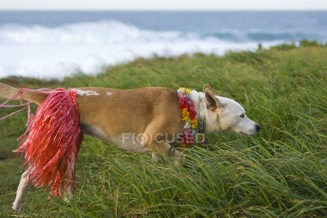 Hawaiian-themed dog in green grass, Maui, Hawaii, USA — Stock Photo