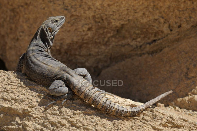 Iguana de cauda espinhosa de cabo em pé sobre rochas em Tucson, Arizona, EUA — Fotografia de Stock
