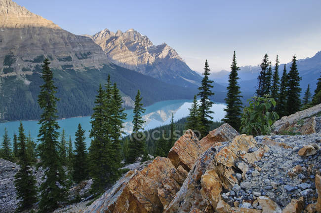 Vue aérienne de la forêt de conifères et des montagnes près du lac Peyto, parc national Banff, Alberta, Canada — Photo de stock