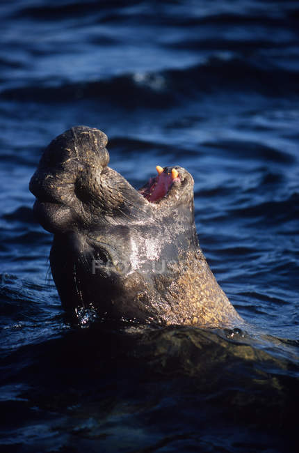 Elefante macho que mira desde el agua azul del mar con la boca abierta en Columbia Británica, Canadá . - foto de stock
