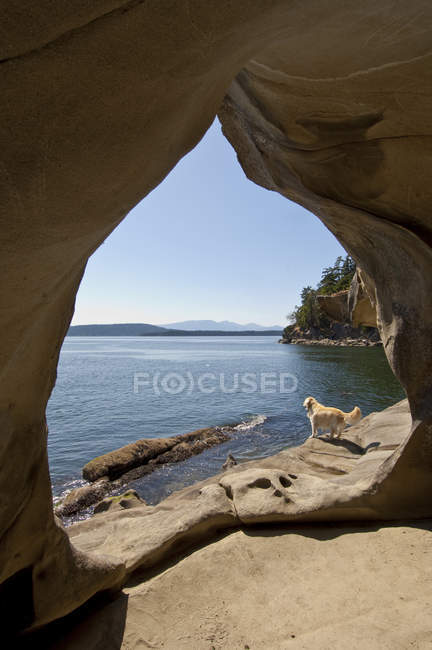 Sandstone shoreline arch with golden retriever pet, Galiano Island, Gulf Islands, Canada — Stock Photo