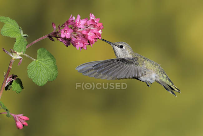 Donna Anna Hummingbird che si nutre a fiore, primo piano . — Foto stock