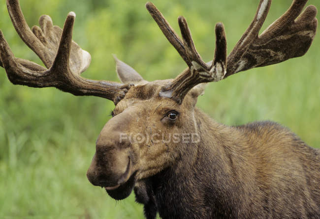 Portrait of moose with antlers in Ontario, Canada. — Stock Photo
