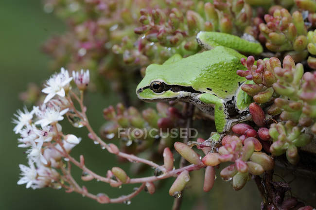 Primo piano della rana verde del Pacifico appollaiata sulla pianta
. — Foto stock