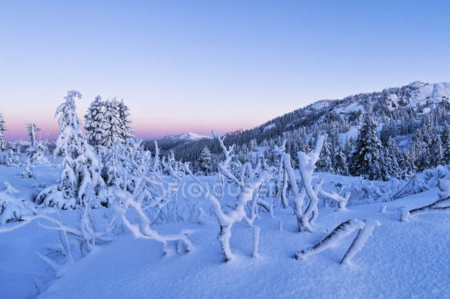 Árvores cobertas de neve e paisagem do Parque Provincial Mount Seymour ao amanhecer, British Columbia, Canadá — Fotografia de Stock