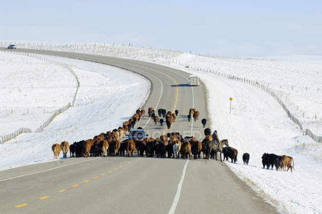 Cattle walking in roadway by car in southwest Alberta, Canada. — Stock Photo