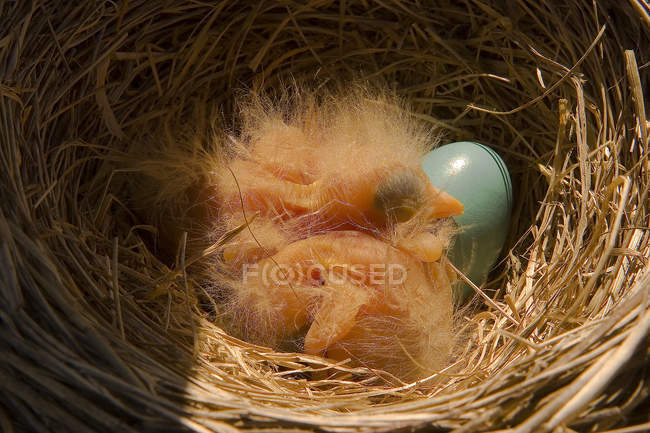 Pulcini Robin nel nido con uovo, primo piano — Foto stock