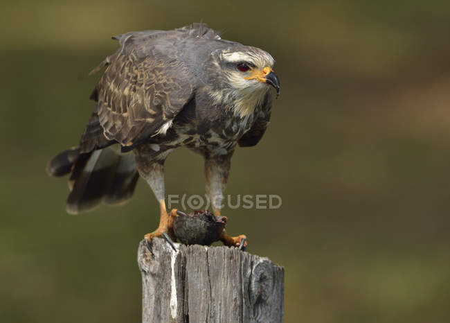 Snail kite with turtle prey perched on post. — Stock Photo