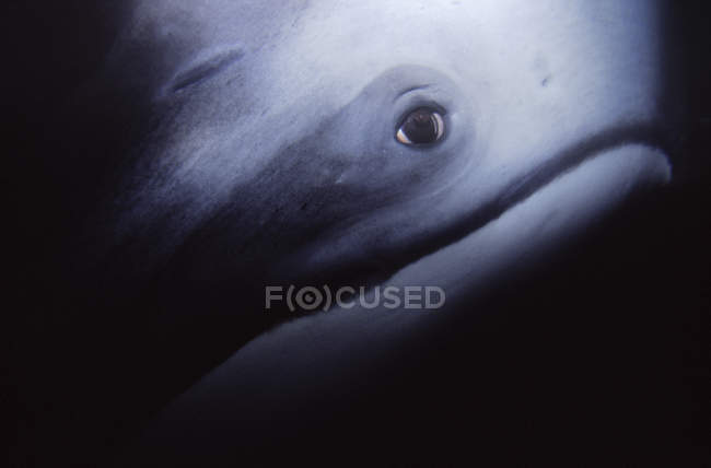 Eye of Pacific white-sided dolphin underwater — Stock Photo