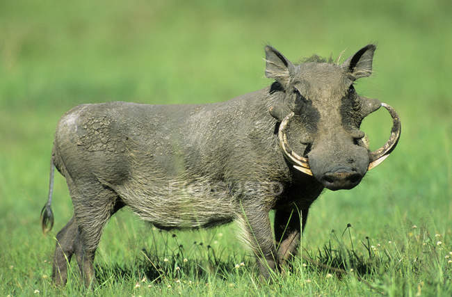 Wild warthog pig standing on grass in Africa — Stock Photo