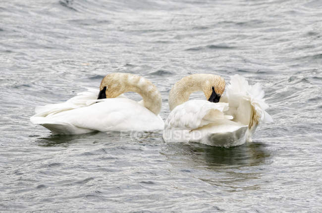 Лебеди чистят перья во время плавания на поверхности воды — стоковое фото