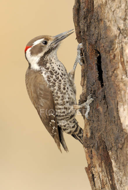 Male Arizona woodpecker pecking on dry tree trunk. — Stock Photo