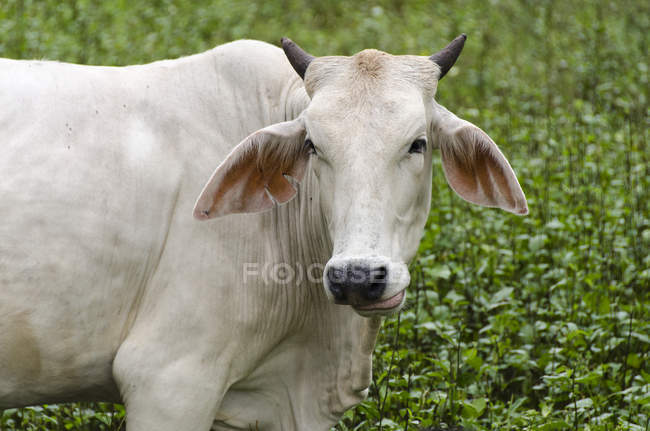 Ritratto di vacca in terreni agricoli nella provincia di Guanacaste in Costa Rica . — Foto stock