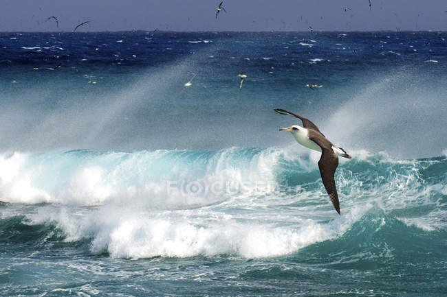Laysan albatrosse fliegen über ozeanbrandung auf hawaii, usa — Stockfoto