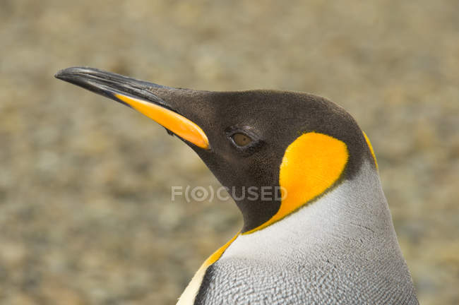 Retrato de pinguim-rei adulto na praia perto de Punta Arenas, Chile — Fotografia de Stock