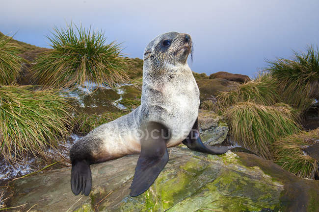 Juvenile antarctic fur seal resting on mossy stone. — Stock Photo