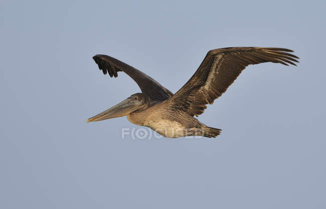 Коричневый пеликан летит на голубом небе — стоковое фото