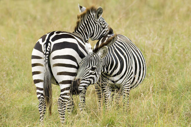Zebre di pianura femminili che si curano reciprocamente nel prato della Riserva Masai Mara, Kenya, Africa orientale — Foto stock