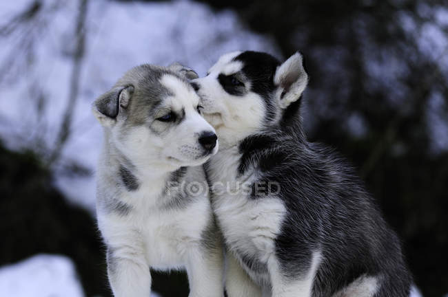 Siberiano husky cachorros jugando en la nieve . - foto de stock