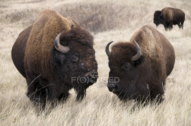 Taureaux de bisons d'Amérique et vache au pâturage dans le parc national Wind Cave, Dakota du Sud, États-Unis d'Amérique . — Photo de stock