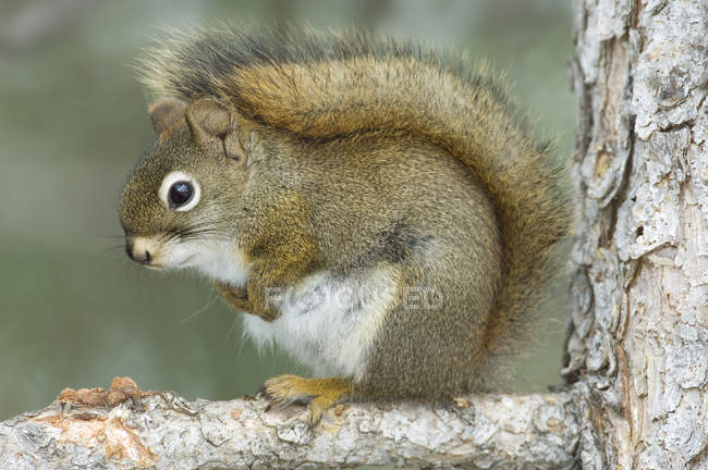 Ardilla roja en pelaje de invierno, oeste de Alberta, Canadá - foto de stock