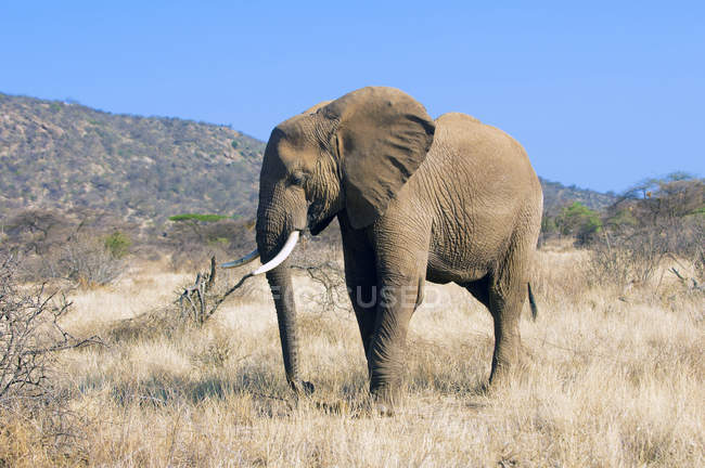 Afrikanischer Elefantenbulle steht auf einer Wiese im Samburu Nationalpark, Kenia, Ostafrika — Stockfoto