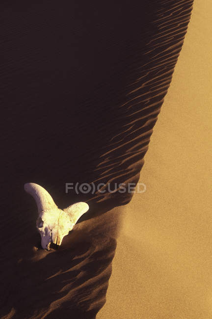 Crâne de mouflon de Californie dans une dune de sable . — Photo de stock