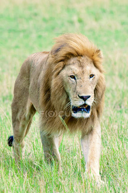 Afrikanischer Löwe auf einer Wiese im Masai Mara Reservat, Kenia, Ostafrika — Stockfoto