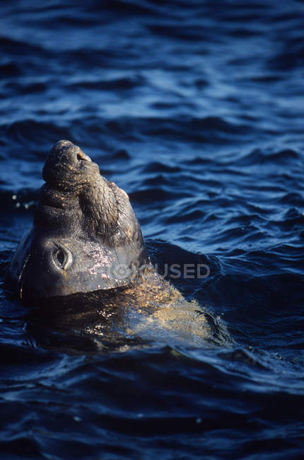 Male elephant seal peering from blue sea water in British Columbia, Canada. — Stock Photo