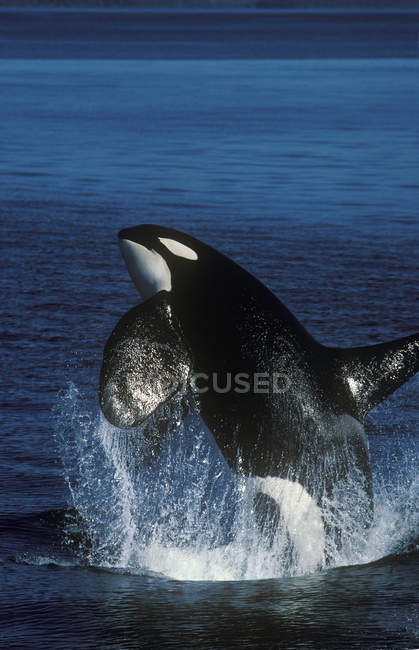 Violación de ballena asesina en el agua de Columbia Británica, Canadá . - foto de stock